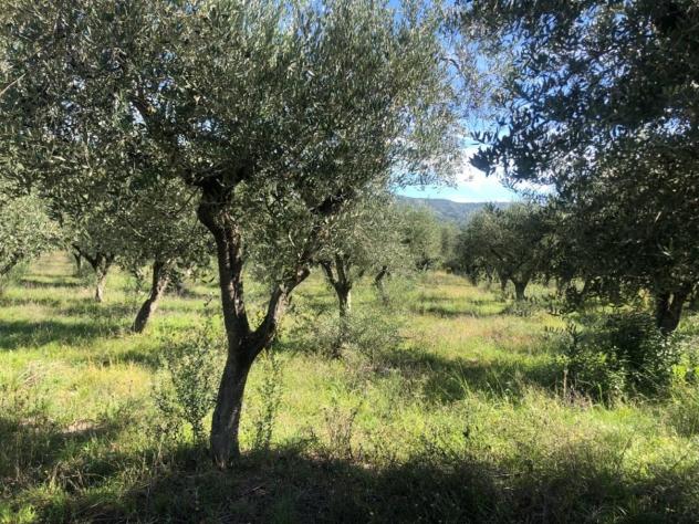 Agricolo in Via Frascinelle - Foto 13