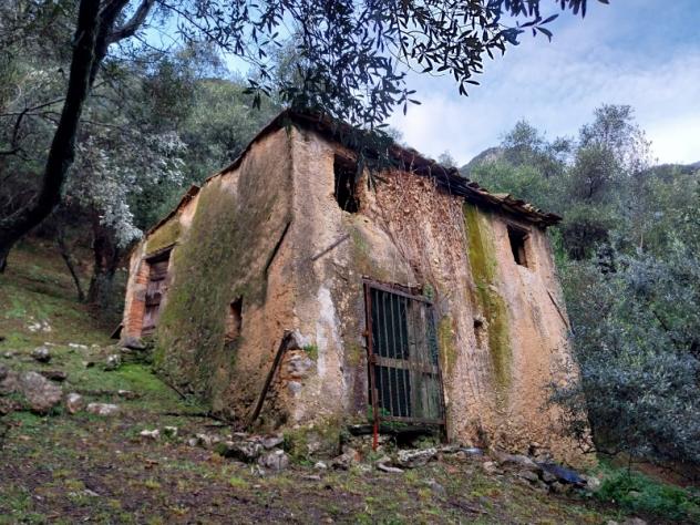Collina di Camaiore vendesi oliveto con annesso agricolo