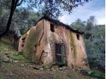 Collina di Camaiore vendesi oliveto con annesso agricolo