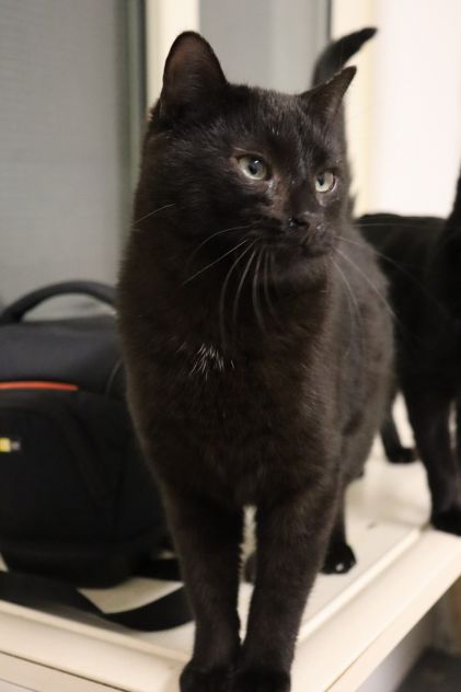Pippo, picciotto meraviglioso - Foto 3