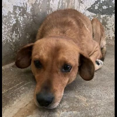 VICTOR TIMIDO E TRANQUILLO, CAGNOLINO IN ADOZIONE - Foto 7