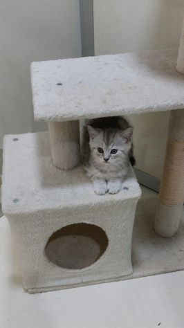 Cuccioli di gattini scottish straight - Foto 2