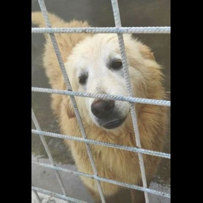 DUCCIO GIOVANE CAGNOLINO IN ADOZIONE - Foto 4