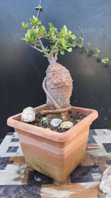 Cactus Caudex Bonsai -  Fokea Edulis - RARA! - Foto 2