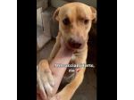 Il dolce Freesby cerca casa cane in adozione