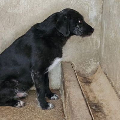 FILIPPO RASSEGNATO AL CANILE CANE IN ADOZIONE 6 anni taglia media - Foto 3
