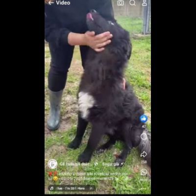 ADOTTA L' ALLEGRIA CAGNOLINO IN ADOZIONE