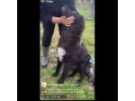 ADOTTA L' ALLEGRIA CAGNOLINO IN ADOZIONE