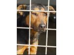 CANE IN ADOZIONE: GRISU' il lupetto abbandonato, taglia medio contenuta