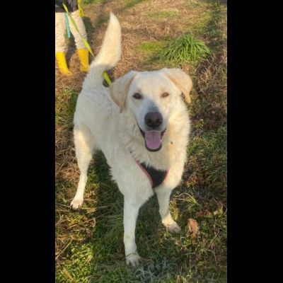FOSTER CARATTERE ECCEZIONALE CANE IN ADOZIONE - Foto 3