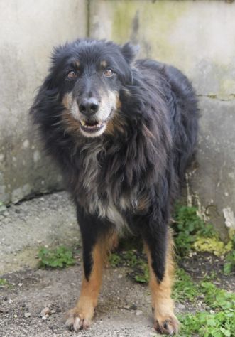 Patrik , una vita in canile - Foto 8