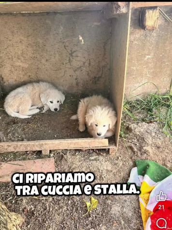 Zeus e Atena cuccioli in adozione