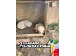 Zeus e Atena cuccioli in adozione