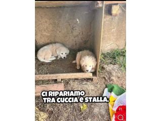 Zeus e Atena cuccioli in adozione