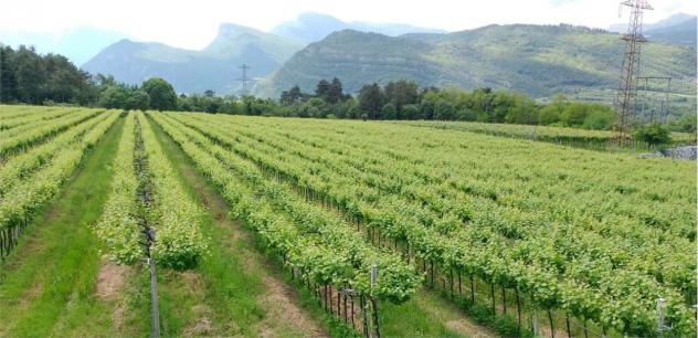 V000347 - VENDESI TERRENO AGRICOLO PINOT GRIGIO