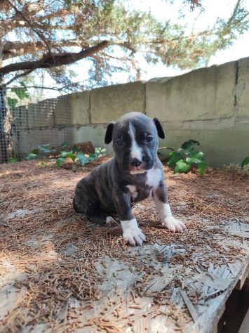 Cucciola Amstaff Tigrato Bianco con pedigree - Foto 4