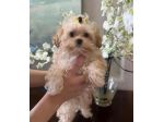 maltipoo toy