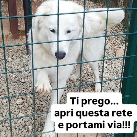 WHISKY CARATTERE ECCEZIONALE SALVATO DAL SUO AGUZZINO CERCA CASA CANE IN ADOZION - Foto 8
