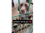 CHOCOLAT 4 ANNI SIMIL BRACCO