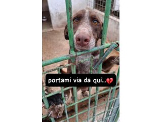 CHOCOLAT 4 ANNI SIMIL BRACCO