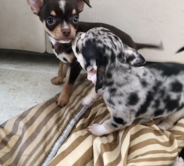 Chihuahua femmina e maschio - Foto 5