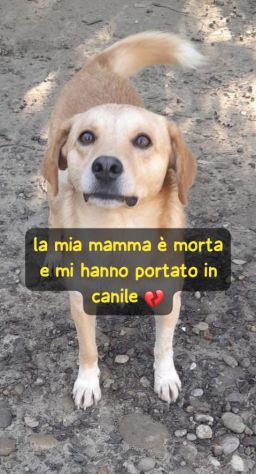 PAOLINO 2 ANNI 12/13 KG IN CANILE