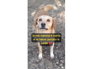 PAOLINO 2 ANNI 12/13 KG IN CANILE