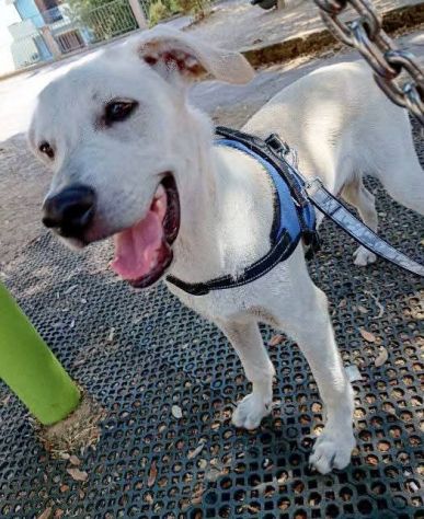 Mix Labrador 5mesi ok gatti URGENTE AIUTO X STALLO O CASA.NUORO