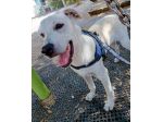 Mix Labrador 5mesi ok gatti URGENTE AIUTO X STALLO O CASA.NUORO