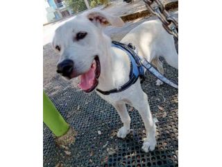 Mix Labrador 5mesi ok gatti URGENTE AIUTO X STALLO O CASA.NUORO