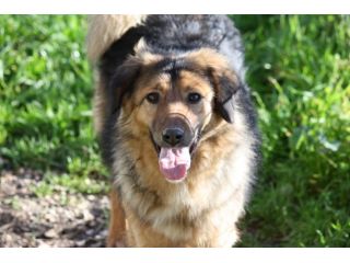 Adotta un cane dal canile, salva la sua vita!