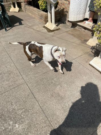 Pitbull adulta mollata 4anni fa,1occhio cieco, rinata,BUONISSIMA!CREMONA - Foto 5