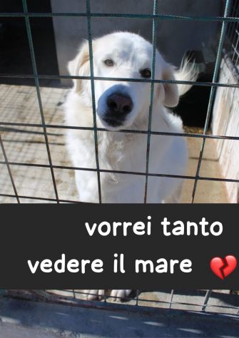NUVOLA 8 ANNI taglia media IN CANILE