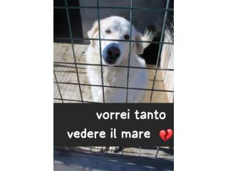 NUVOLA 8 ANNI taglia media IN CANILE