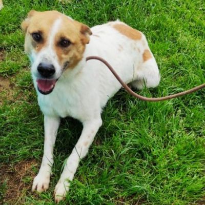 TAMBURELLO GIOIOSO NONOSTANTE UN'INTERA ESISTENZA IN CANILE CANE IN ADOZIONE