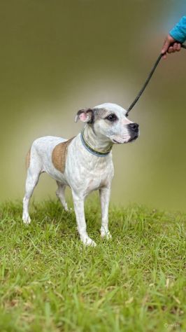 Shila Meravigliosa simil amstaff - Foto 2