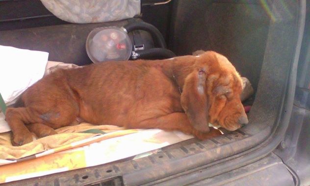TOMMY, bracco dolcissimo per un cuore grande - Foto 2