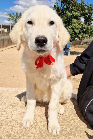 BURT,DOPO L'ABBANDONO,MERITA L'ADOZIONE! - Foto 8