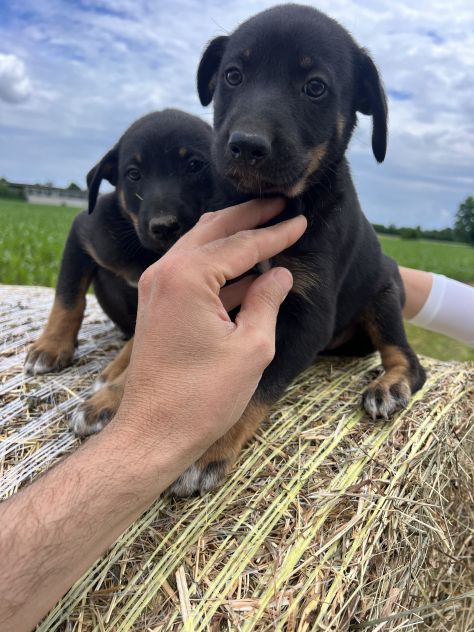 Cuccioli incrocio Lagorai per Pastore Tedesco