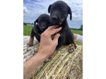 Cuccioli incrocio Lagorai per Pastore Tedesco