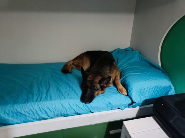Bellissima Pastore Tedesco 4anni URGENTE COSENZA - Foto 3