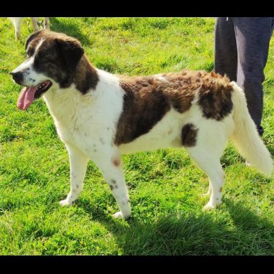 IL TEMPO PERDUTO DI DOC, CANE IN ADOZIONE - Foto 2