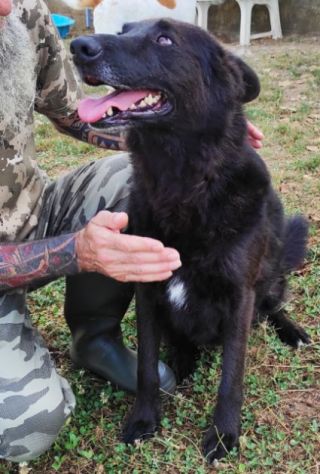 CAGNOLINO IN ADOZIONE: LUPO ALBERTO - Foto 9