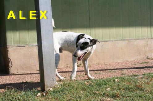 ALEX, giovane e dolcissimo cagnolino - Foto 3