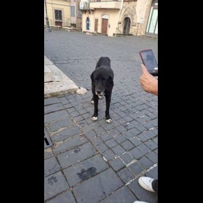 DIEGO, CUORE GRANDE, CANE IN ADOZIONE - Foto 4
