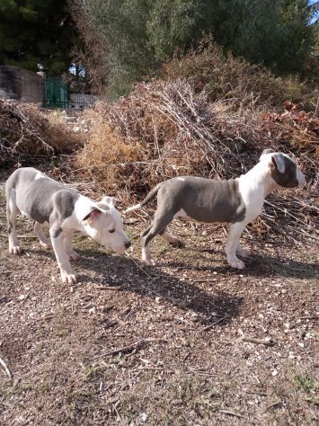 Allevamento e Cuccioli Amstaff Blu in Puglia Bari Lecce Taranto Foggia Brindisi - Foto 8