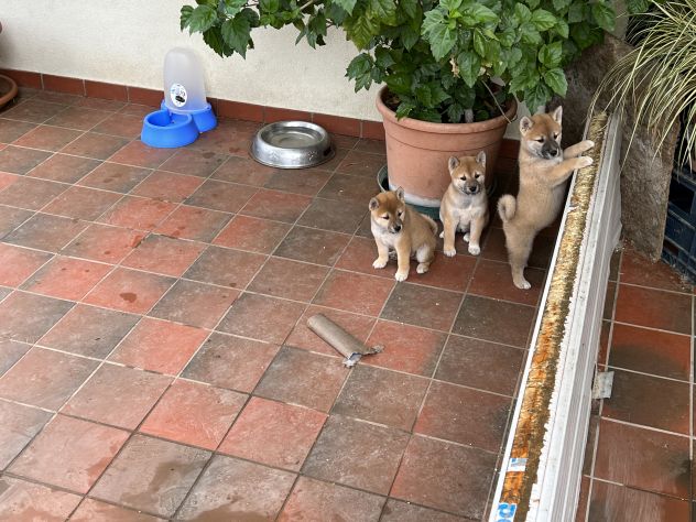 Cuccioli di Shiba Inu - Foto 6