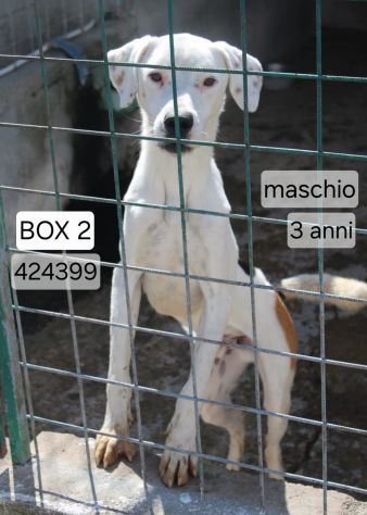 BLANCO 3 ANNI taglia media - Foto 2