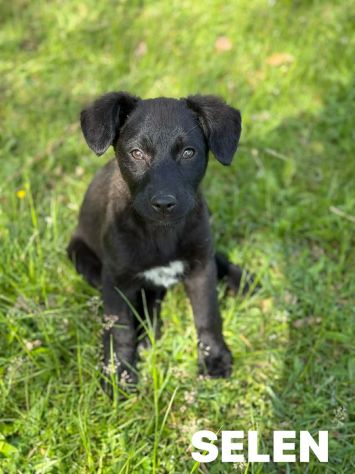3 dolci CUCCIOLI total black! Bellissimi - Foto 3
