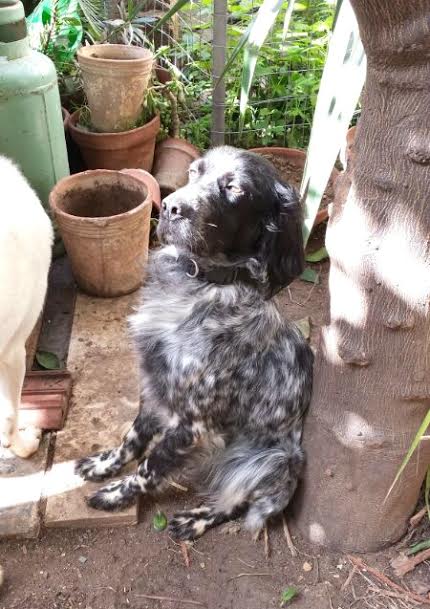 BIJOU, giovane setterina - Foto 2